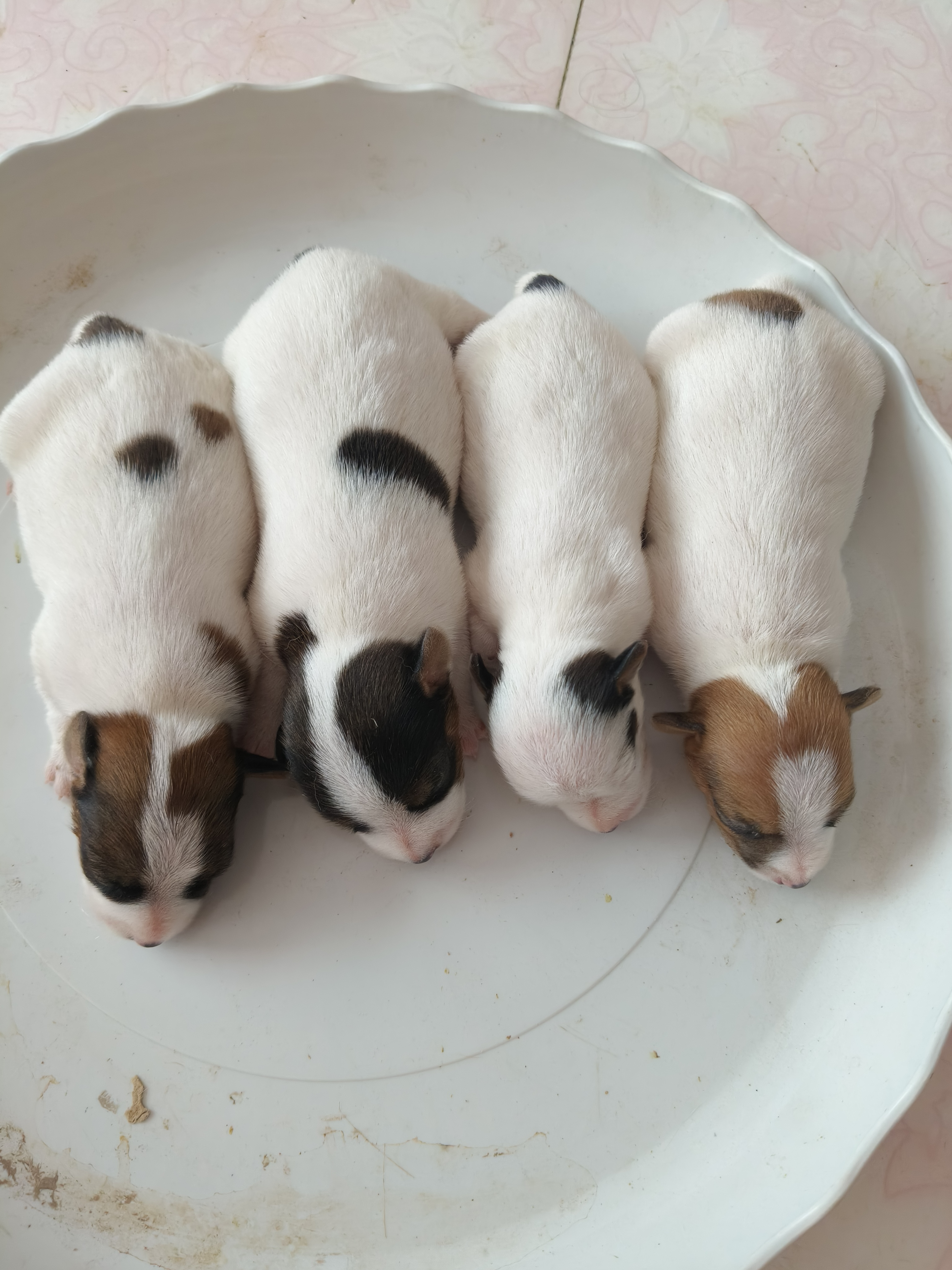 杰克罗素梗幼犬预定，三母一公，健康可爱喜欢的看过来！